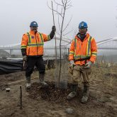 Two people in construction gear secure newly planted trees.