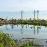 View of a calm body of water reflecting power lines and highway bridges in a natural setting, with tall grass on the shores under a clear sky.