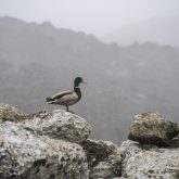 A duck standing on a rock in the fog.