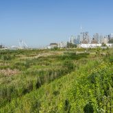 A green wetland with the City of Toronto skyline in the background.