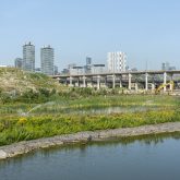 A green wetland.