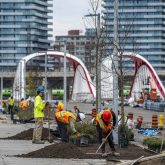 Workers move soil around plants in front of a new bridge.