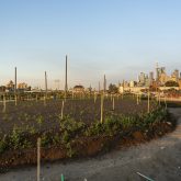 Newly established plants in a planting bed.