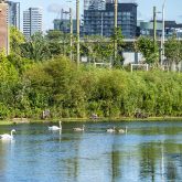 Swans and ducks swimming in a tranquil river with lush greenery on the banks and a city skyline in the background.