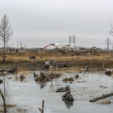 a wetland with dead trees partially submerged